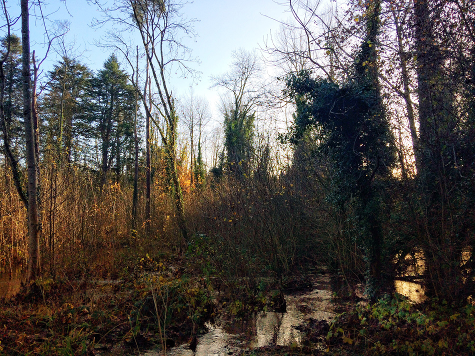 Flooding at Dunmore Wood, Durrow