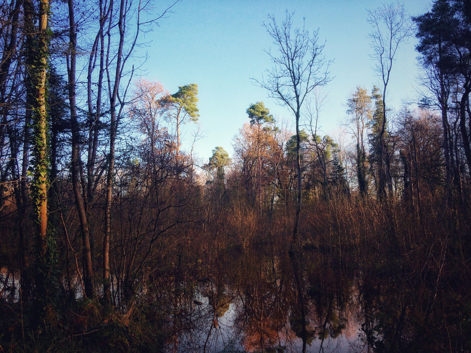 Flooding at Dunmore Wood, Durrow